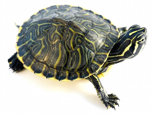 Peninsula Cooter Turtle For Sale,